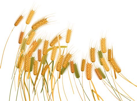 Download Wheat Png Images Background png - Free PNG Images | Png images ...