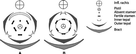 Diagram of male flower of A. Musa acuminata Colla as the representative... | Download Scientific ...