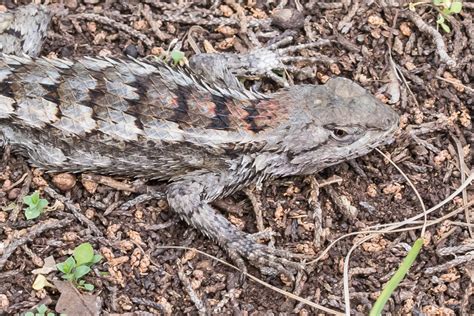 Texas Spiny Lizard (Sceloporus olivaceus)