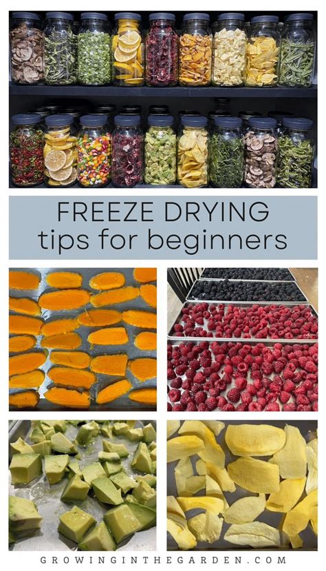 Freeze drying tips for beginners – Artofit