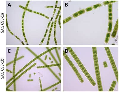 Frontiers | Characterization of Two Zygnema Strains (Zygnema ...