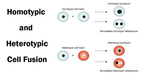 Cell Fusion- Types and Significance