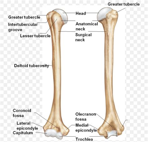 Greater Tubercle Deltoid Tuberosity Trochlea Of Humerus Lesser Tubercle ...