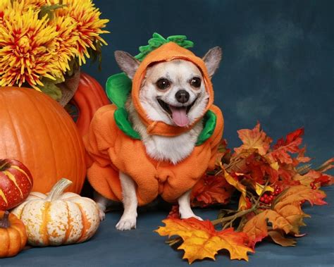 14 Gorgeous Photos of Chihuahuas In The Fall!