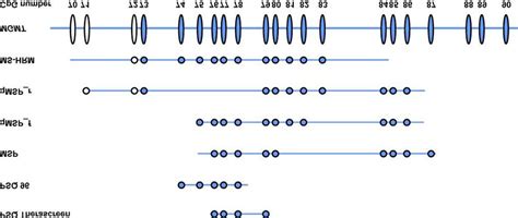 CpGs analyzed by the pyrosequencing PSQ Therascreen, PSQ 96,... | Download Scientific Diagram