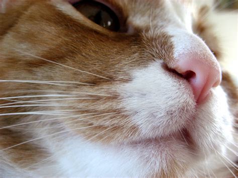 File:A cat's nose in 2008.JPG - Wikimedia Commons