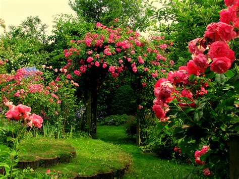 Rose Garden Wallpaper Desktops - WallpaperSafari