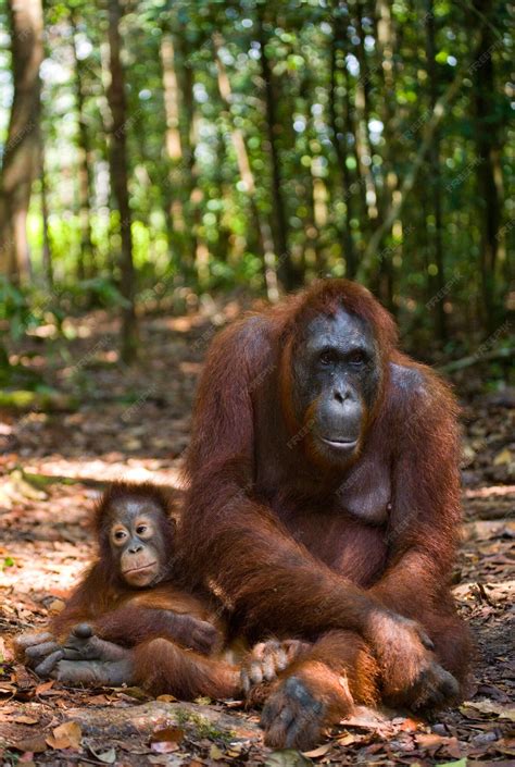 Premium Photo | Female of the orangutan with a baby on ground. Indonesia. The island of ...