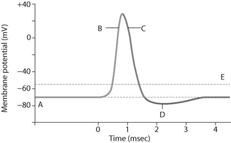 Action Potential Diagram | Quizlet