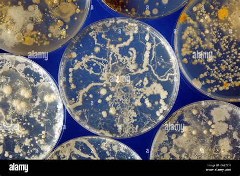 How To Grow Bacteria In Petri Dish