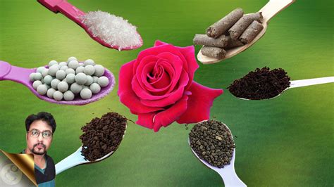 15 BEST NATURAL FERTILIZERS FOR ORGANIC GARDENING – GKVKs – Gardening ...