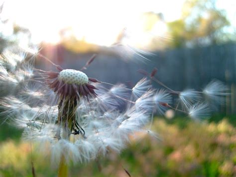 dandelion seeds blowing | Flickr - Photo Sharing!