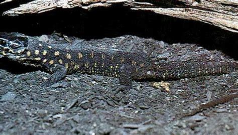 Yellow-spotted lizard facts | eHow UK