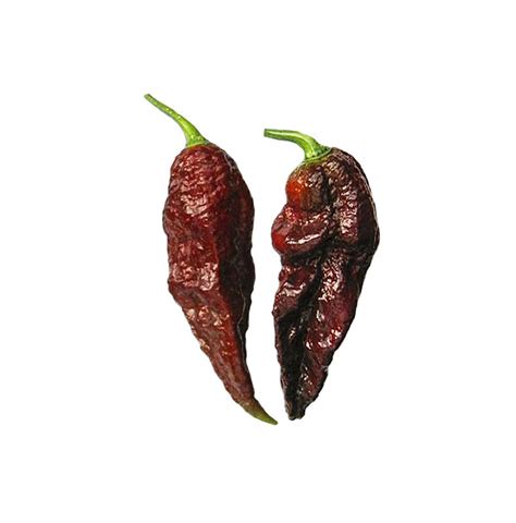 Bhut Jolokia Chocolate Seeds – Sandia Seed Company