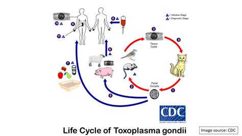 Toxoplasma gondii: Introduction, Classification, Morphology, Lifecycle, Path