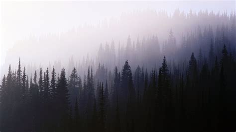 forest, Trees, Nature, Mist Wallpaper | Hd wallpaper desktop, Laptop ...