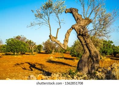 527 Olive tree diseases Images, Stock Photos & Vectors | Shutterstock