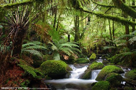 Cement Creek, Yarra Ranges National Park - a photo on Flickriver