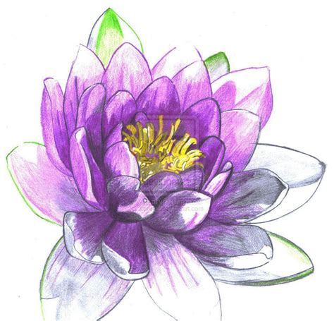 Pix For > Purple Water Lily Meaning | Accessories | Pinterest | Water lily tattoos, Water lilies ...