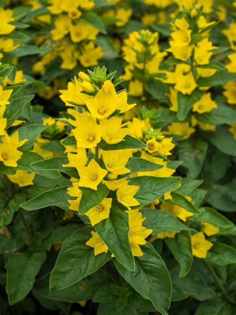 Plant ID forum: Yellow Loosestrife (Lysimachia punctata); a mellow yellow perennial - Garden.org