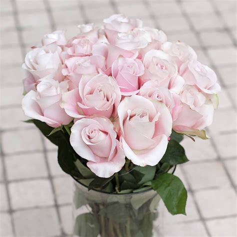 Light Pink Rose – Greenchoice Flowers