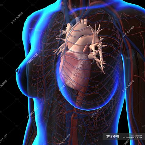 X-ray view of female chest with heart and circulatory system — biology, Female Likeness - Stock ...