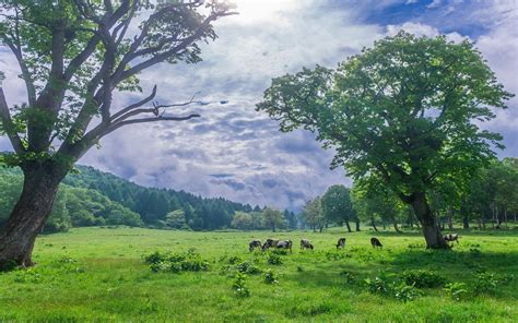 cows in the pasture Cow Pictures, Green Pasture, Beautiful Nature ...