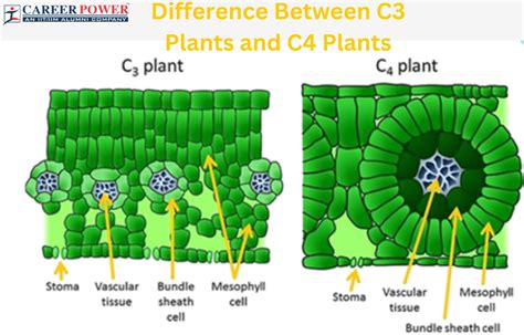 Difference Between C3 and C4 Plants