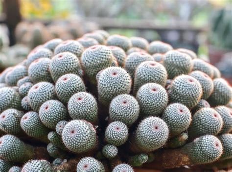 Pincushion Cactus Propagation Guide | 10 Minutes Quick Read | Succulent Thrive