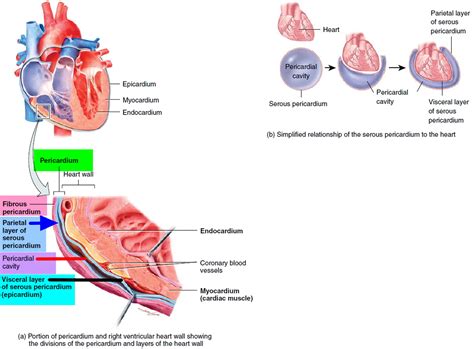 Pericarditis - Causes, Symptoms, Prognosis, Diagnosis, Treatment