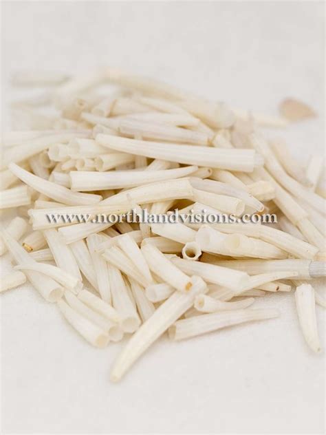 Dentalium Shell Beads - Natural | White Tusk Shells for Sale