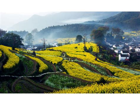 The Terraced Canola Flower Hills Of Jiangling, Wuyuan - A Destination Of Choice For Enjoying ...