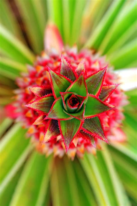 Pineapple at Dole Plantation in Wahiawa, Oahu, Hawaii. | Smithsonian ...