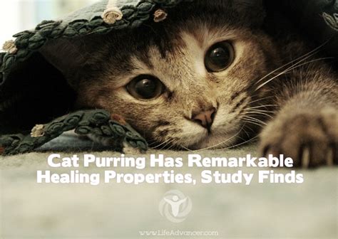 Cat Purring Has Remarkable Healing Properties, Study Finds