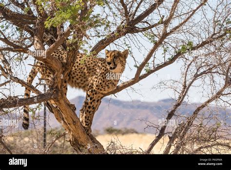 African thorn tree hi-res stock photography and images - Alamy