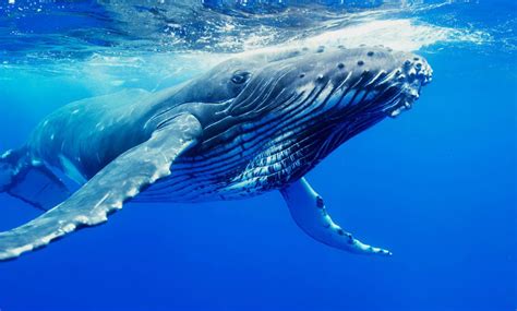 Ocean Whale Wallpaper