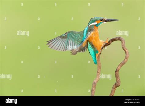 Colorful Kingfisher with long black beak Stock Photo - Alamy