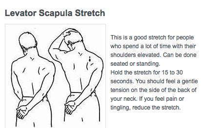 9 Levator Scapulae stretches ideas in 2021 | scapula, stretches, scapula exercises