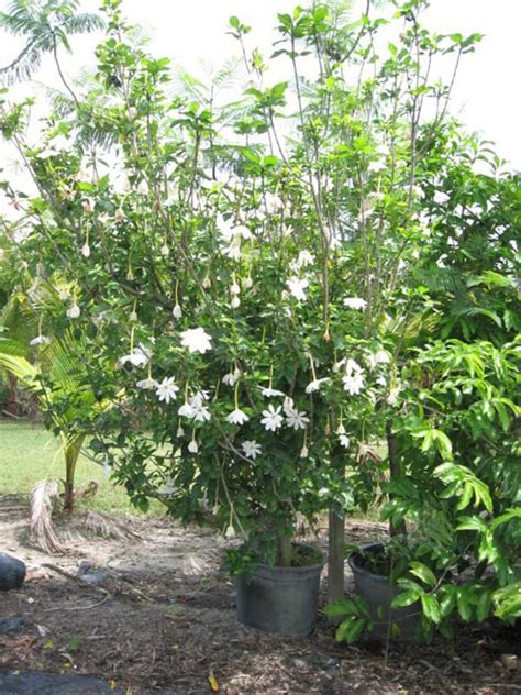 Gardenia thunbergia – Wild Gardenia (6″ pot) – Gardino Nursery