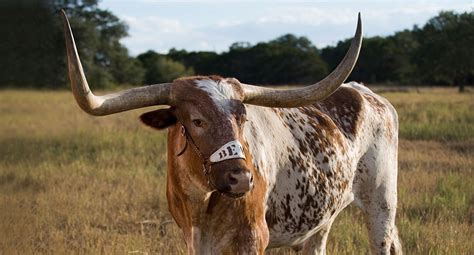 Texas Longhorns release teaser video for new mascot BEVO XV - Burnt ...