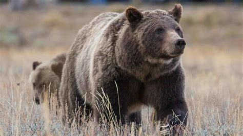 Grizzly Bears in Wyoming: Where They Live, Risk to Humans, and Diet