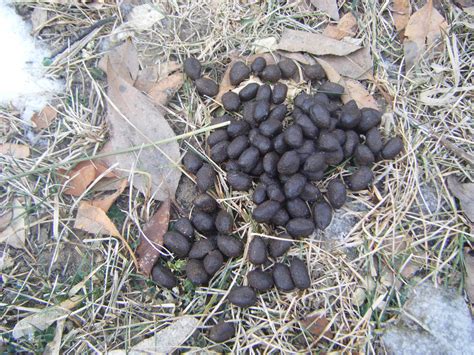 3 Tips To Help Identify Animal Scat - Jake's Nature Blog