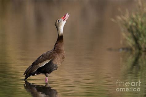 Whistling duck whistling Photograph by Bryan Keil - Pixels