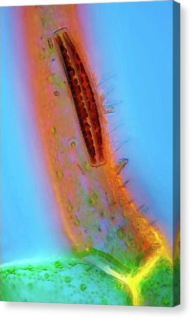 Diatom Art | Fine Art America