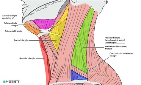 Anterior triangle (anterior cervical region) – Meddists