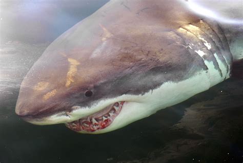 Great White Shark Eating Seal