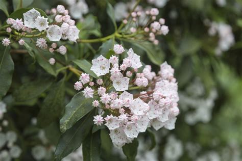 Mountain Laurel | Direct Native Plants