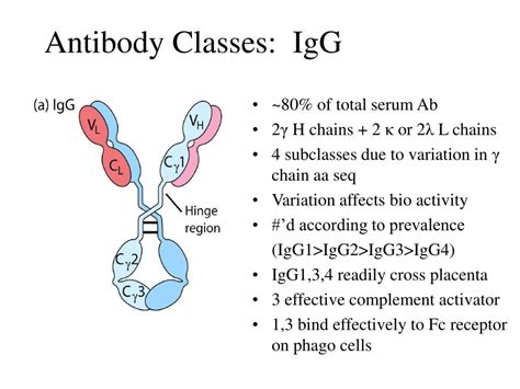 PPT - Antibody Classes: IgG PowerPoint Presentation, free download - ID:610222