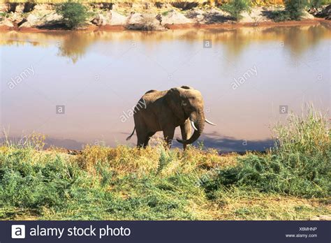 Watering Hole Animals High Resolution Stock Photography and Images - Alamy