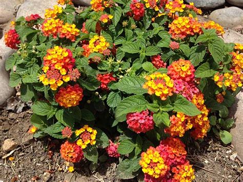 Buy Lantana Plants - Guzman's Garden Centers